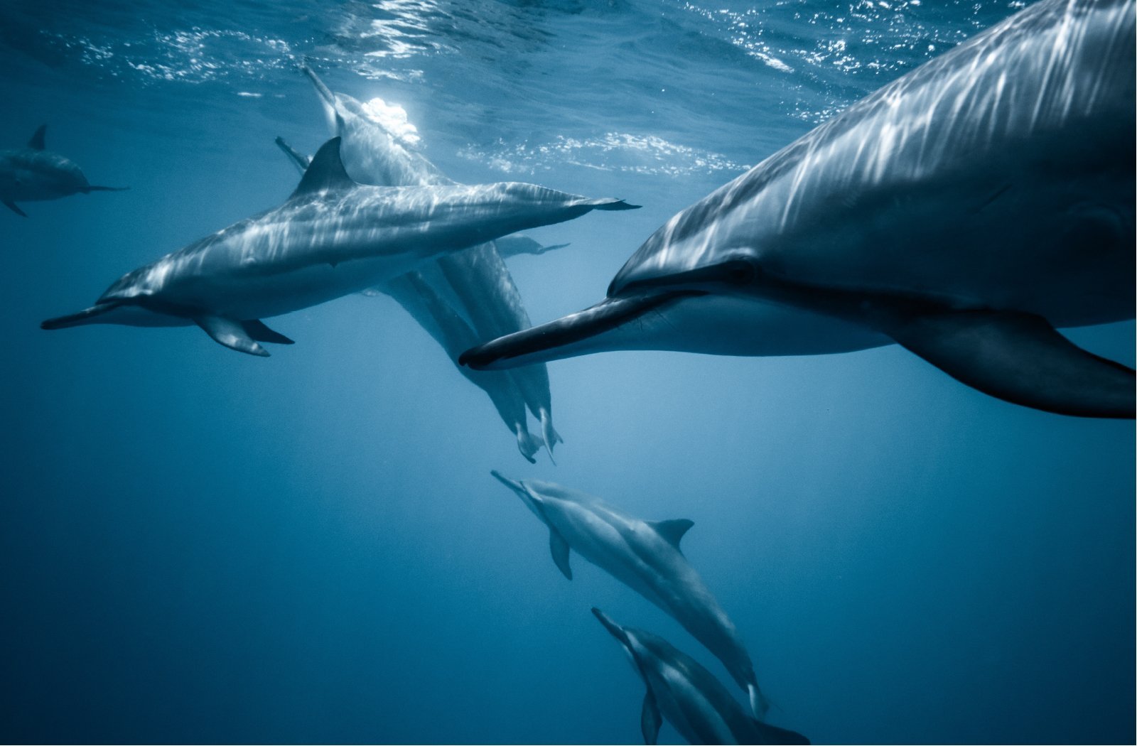 Dolphin Trip
