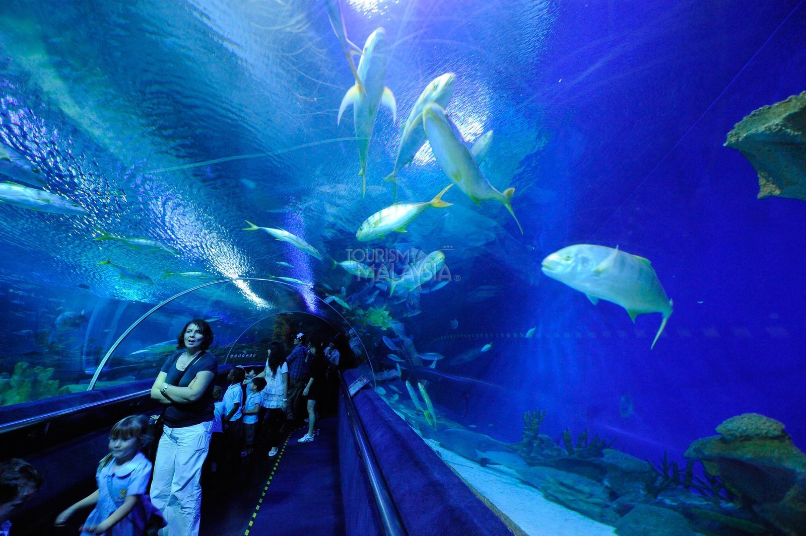 Aquaria