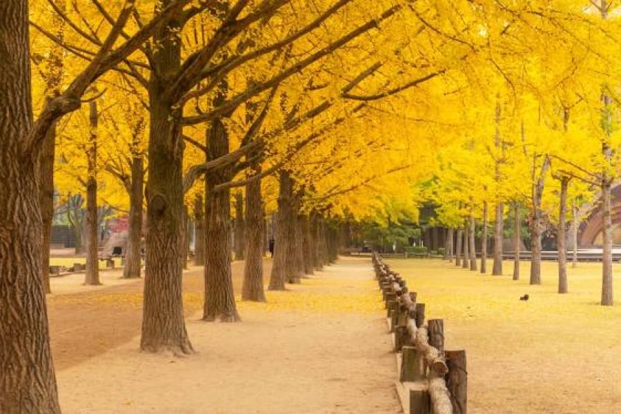 6H4M Korea + Jeju Island Autumn (SK-KJIA6H4M)